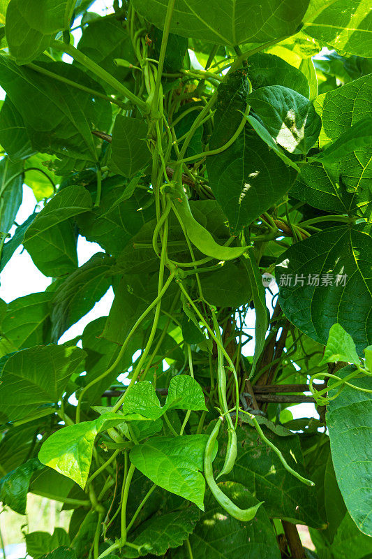 菜豆(phaseololesvulgaris L. bean)在大田阳光下生长